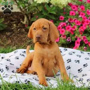 Silver, Vizsla Puppy