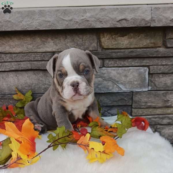 Sparky, English Bulldog Puppy