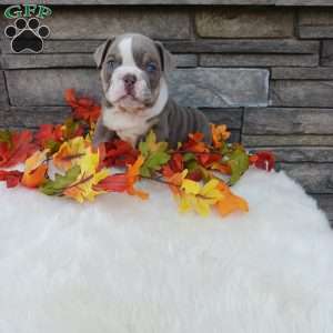 Sparky, English Bulldog Puppy