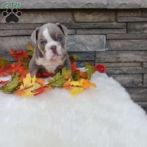 Sparky, English Bulldog Puppy