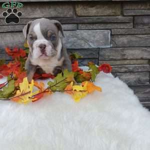 Sparky, English Bulldog Puppy