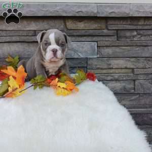 Sparky, English Bulldog Puppy