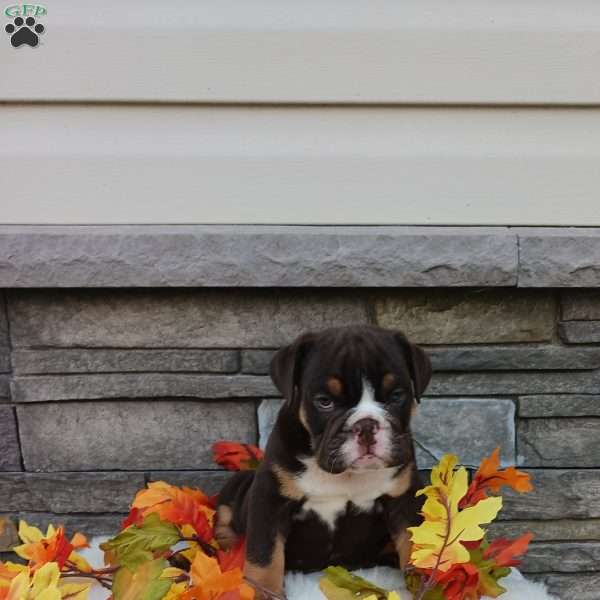 Spunky, English Bulldog Puppy