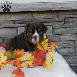 Spunky, English Bulldog Puppy