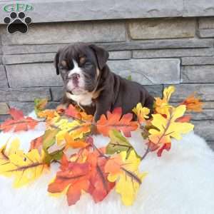 Spunky, English Bulldog Puppy