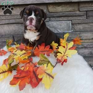 Spunky, English Bulldog Puppy