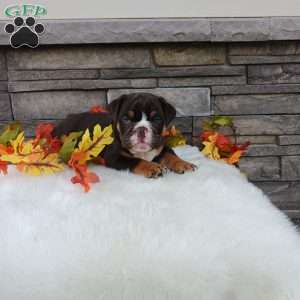 Spunky, English Bulldog Puppy