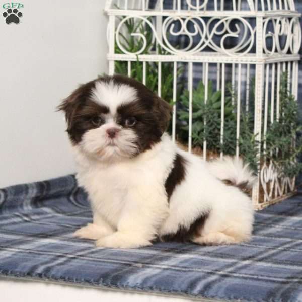 Beyoncé, Shih Tzu Puppy