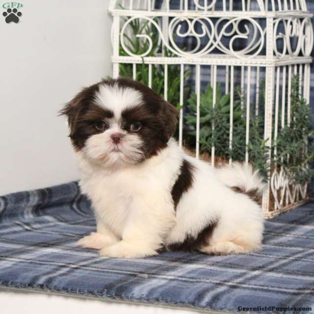 Beyoncé (Shih Tzu, Female) in Manheim, PA