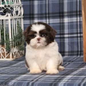 Beyoncé, Shih Tzu Puppy