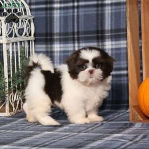 Beyoncé, Shih Tzu Puppy