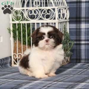 Beyoncé, Shih Tzu Puppy