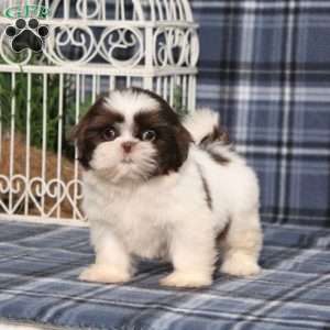 Beyoncé, Shih Tzu Puppy