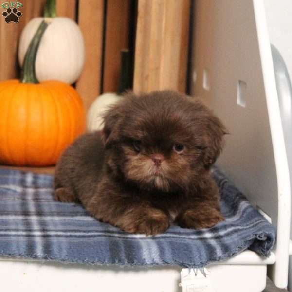 Bubbles, Shih Tzu Puppy
