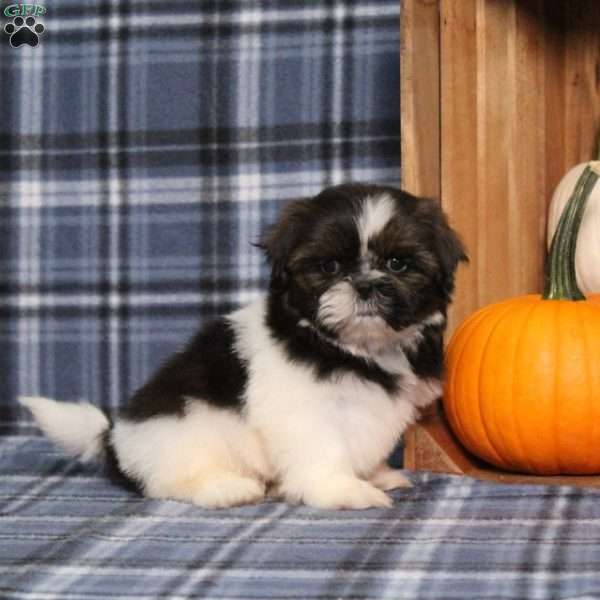 Blueberry, Shih Tzu Puppy