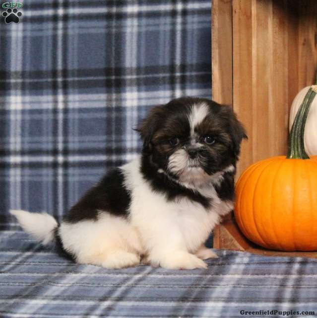 Blueberry (Shih Tzu, Male) in Manheim, PA