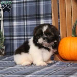 Blueberry, Shih Tzu Puppy