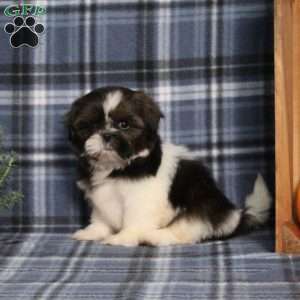 Blueberry, Shih Tzu Puppy