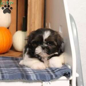 Blueberry, Shih Tzu Puppy