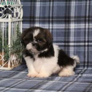 Blueberry, Shih Tzu Puppy