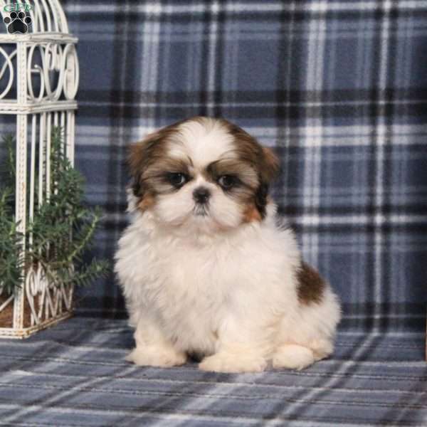 Bella Angel, Shih Tzu Puppy