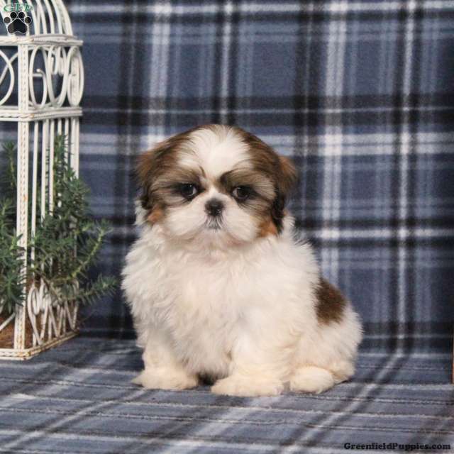 Shih Tzu (Shih Tzu, Female) in Manheim, PA