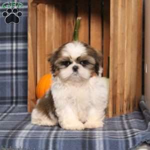 Bella Angel, Shih Tzu Puppy