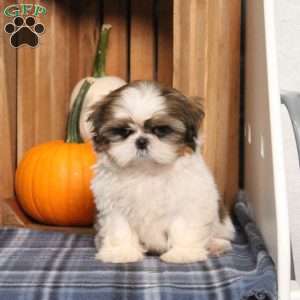 Bella Angel, Shih Tzu Puppy