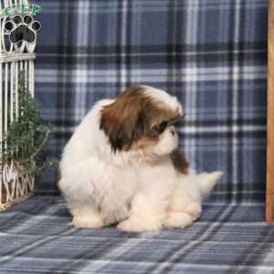 Bella Angel, Shih Tzu Puppy