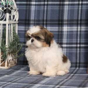 Bella Angel, Shih Tzu Puppy