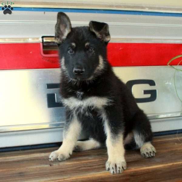 Saber, German Shepherd Puppy