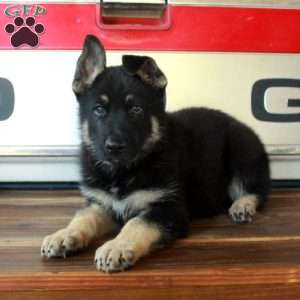 Saber, German Shepherd Puppy