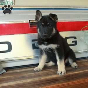Saber, German Shepherd Puppy