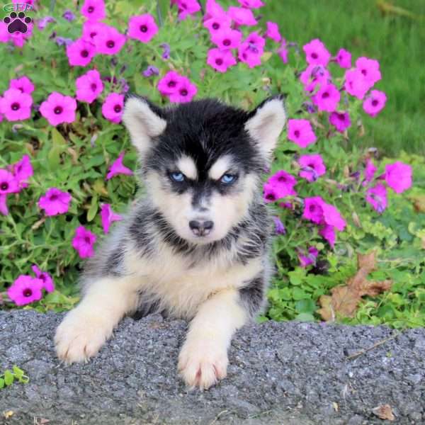 Sadie, Siberian Husky Puppy