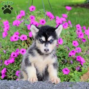 Sadie, Siberian Husky Puppy
