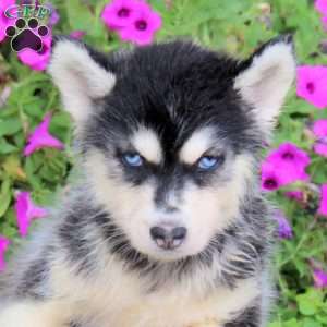 Sadie, Siberian Husky Puppy
