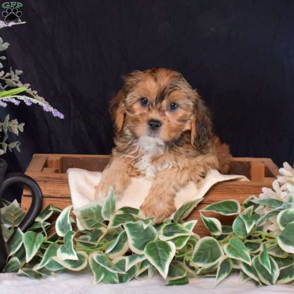 Sage, Shih-Poo Puppy