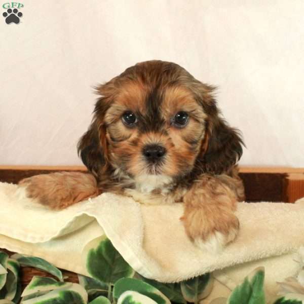 Sage, Shih-Poo Puppy