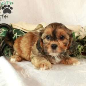 Sage, Shih-Poo Puppy
