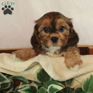 Sage, Shih-Poo Puppy