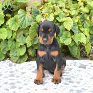 Sahara, Doberman Pinscher Puppy