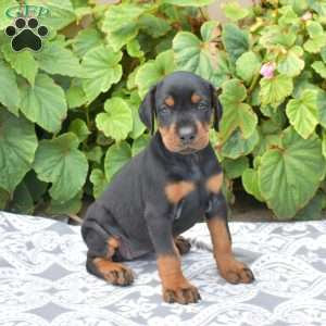 Sahara, Doberman Pinscher Puppy