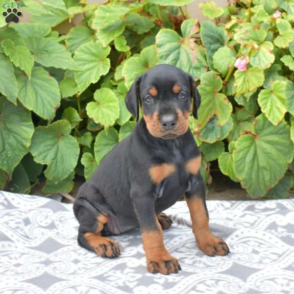 Sahara, Doberman Pinscher Puppy