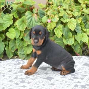 Sahara, Doberman Pinscher Puppy
