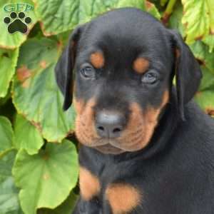 Sahara, Doberman Pinscher Puppy