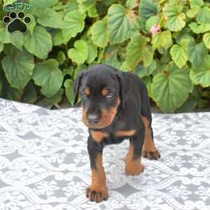 Sahara, Doberman Pinscher Puppy