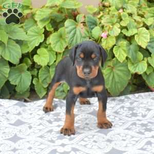 Sahara, Doberman Pinscher Puppy
