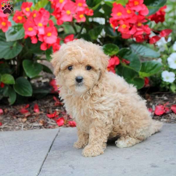 Sally, Maltipoo Puppy