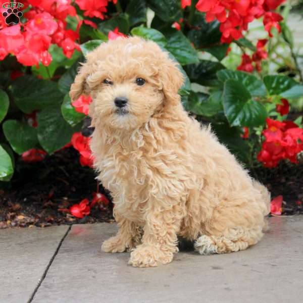 Sally, Maltipoo Puppy