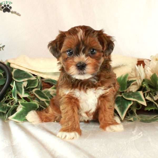 Sally, Shih-Poo Puppy